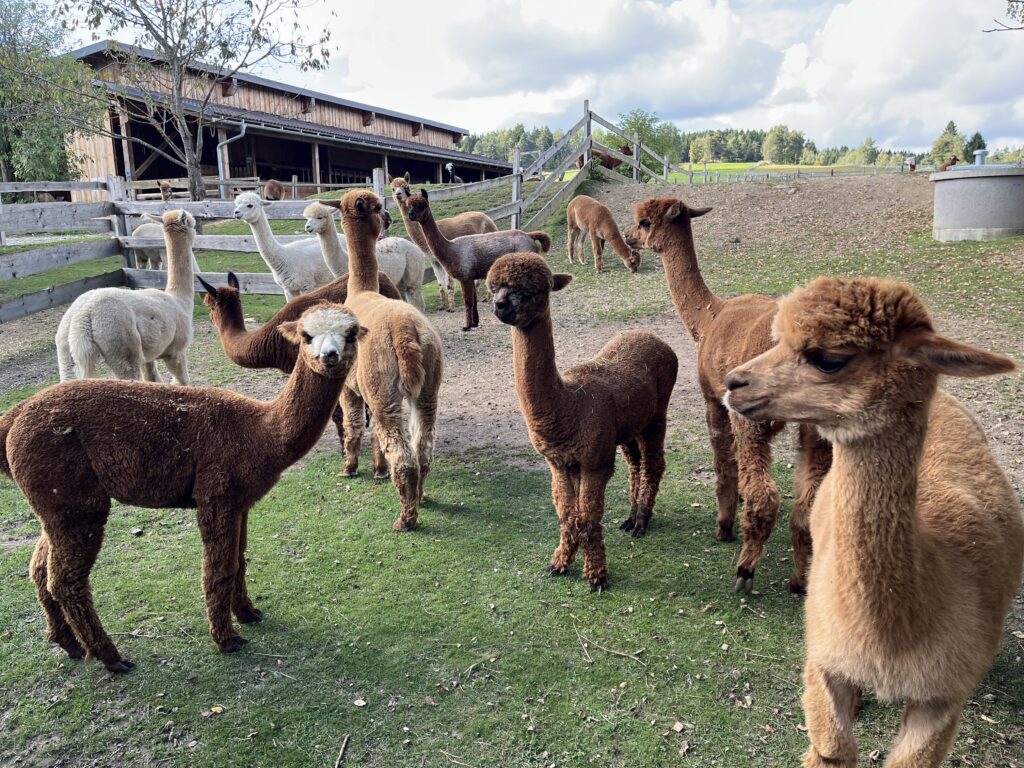 11 Experience Alpakas close up